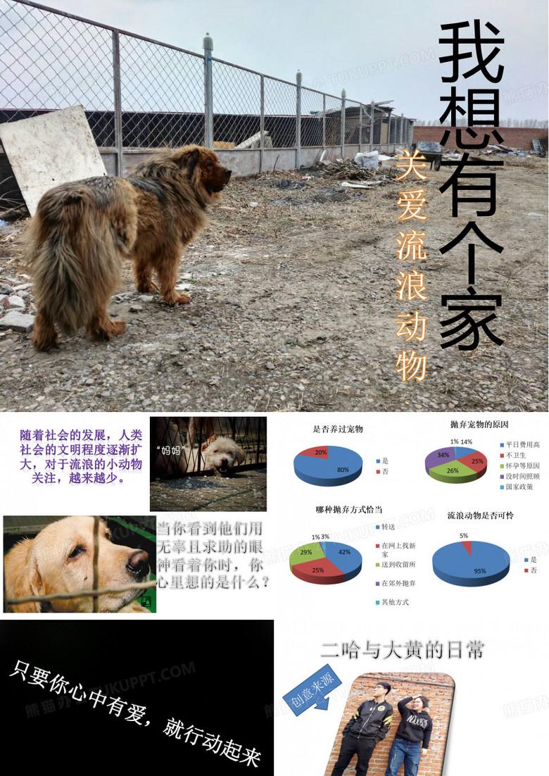 关爱流浪动物