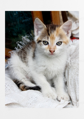 猫咪可爱图片素材