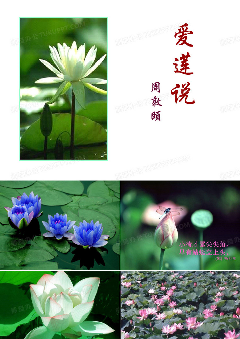 爱莲说爱莲说