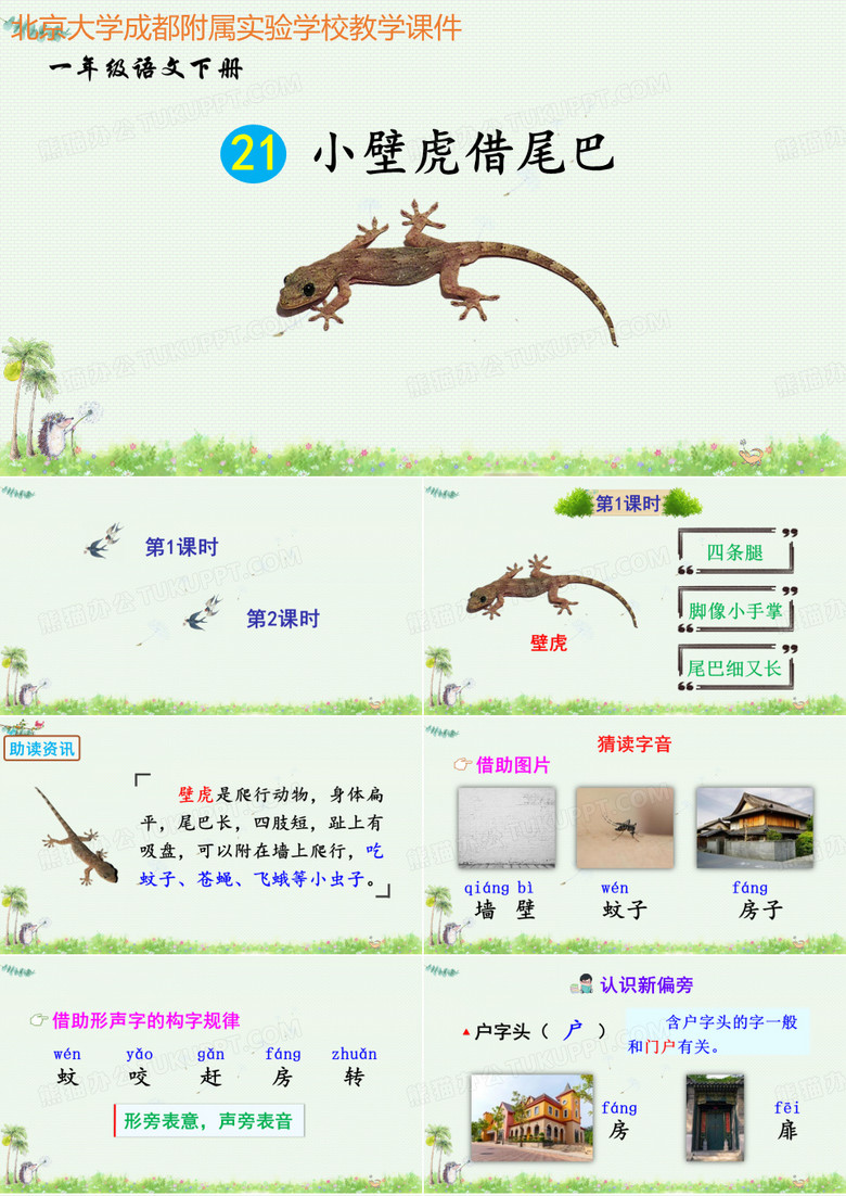 小壁虎借尾巴(课件)