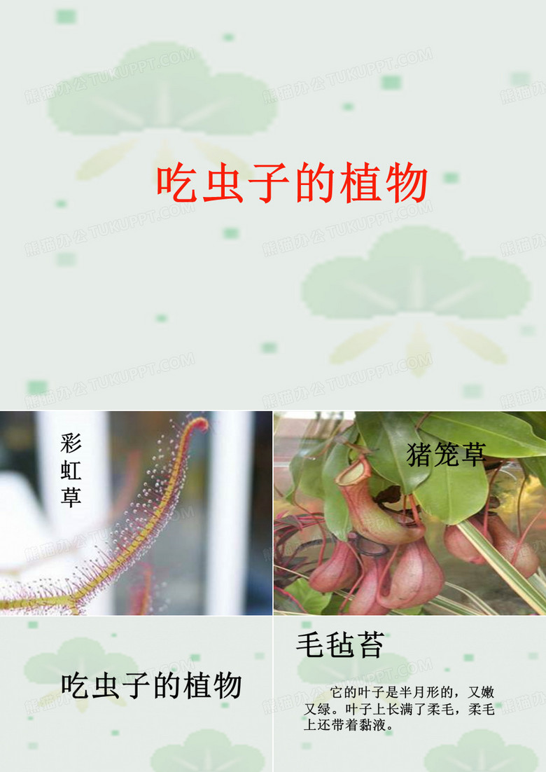 《吃虫子的植物》课件