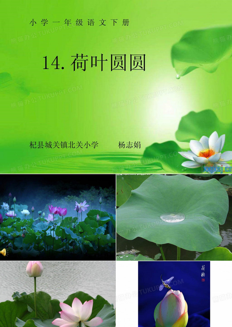 _荷叶圆圆