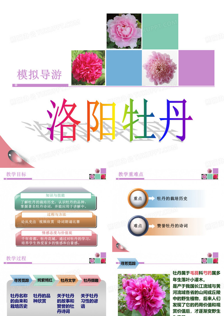 洛阳牡丹