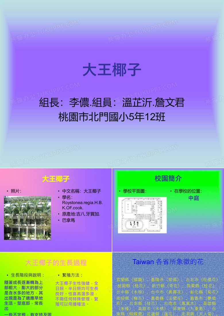 大王椰子.