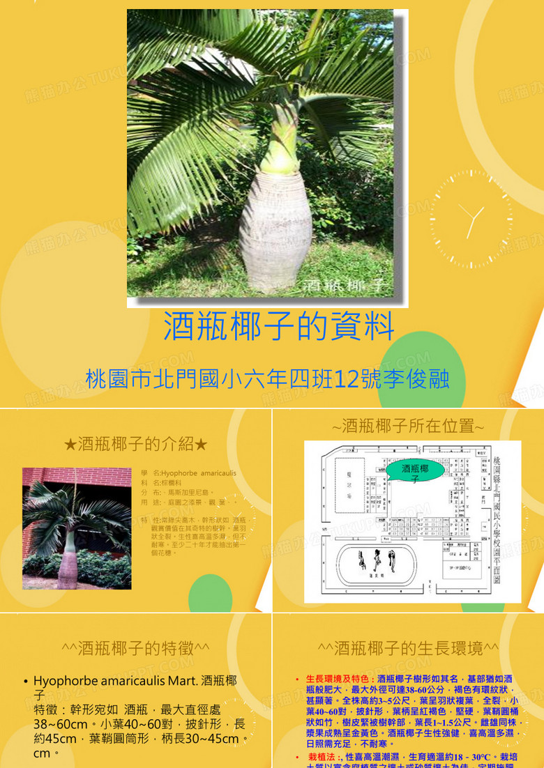 酒瓶椰子的资料优品ppt资料