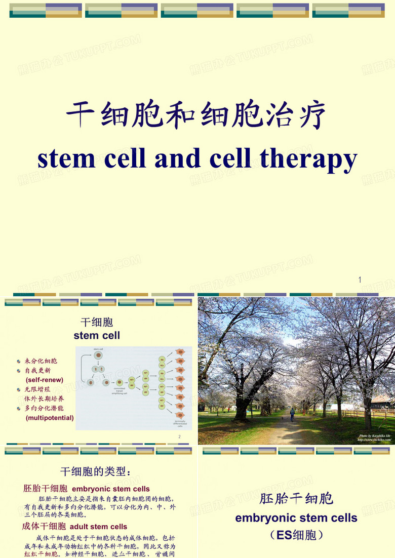 干细胞和干细胞治疗.ppt