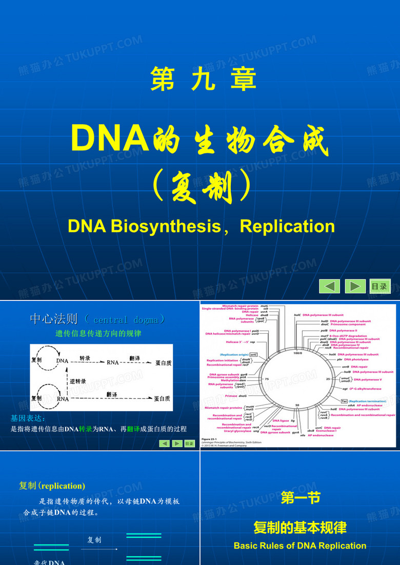 DNA的生物合成