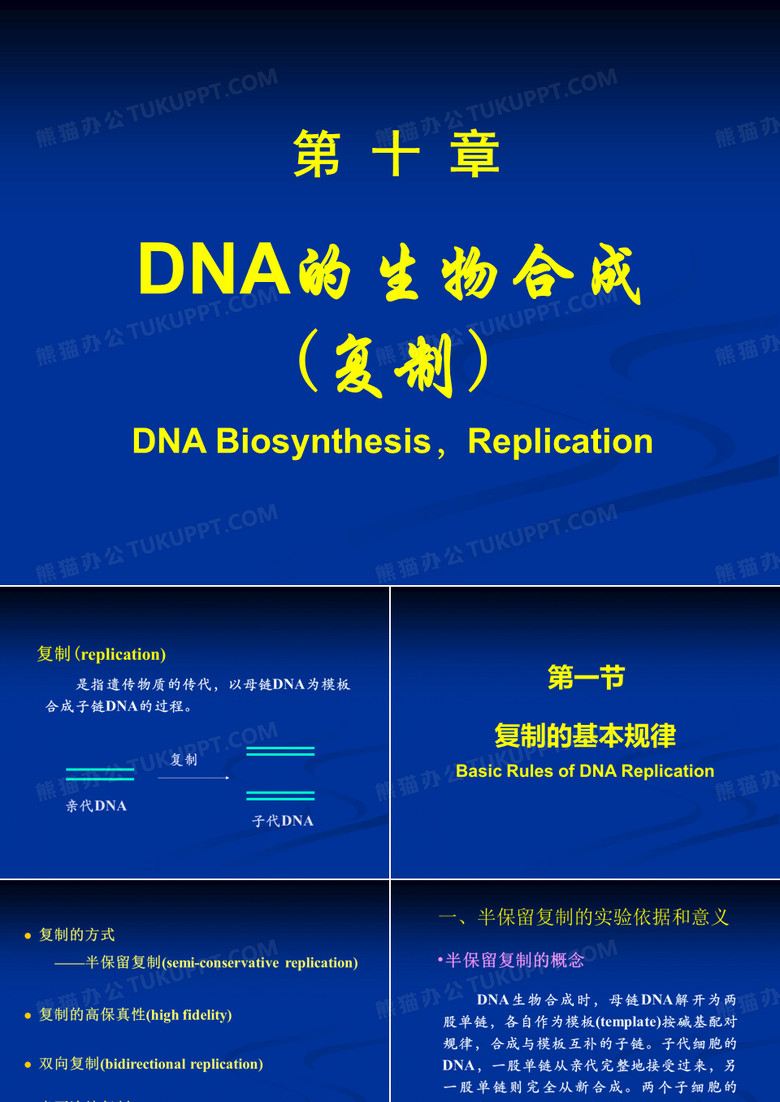 010 DNA的生物合成