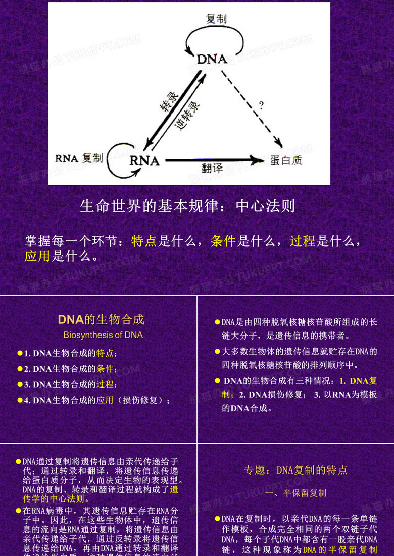 10.DNA的生物合成