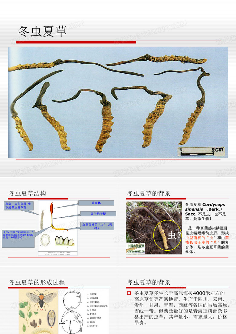 虫草、燕窝培训资料