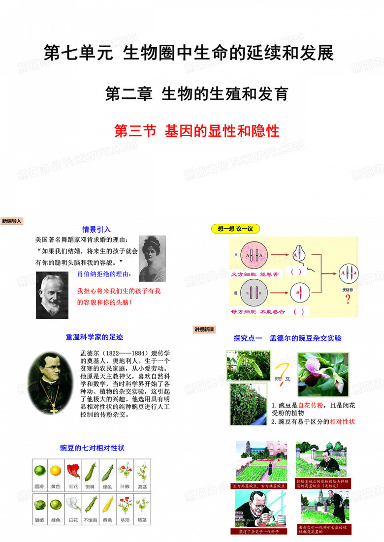 人教版生物八年级下册第二章  生物的遗传与变异第三节 基因的显性和隐性