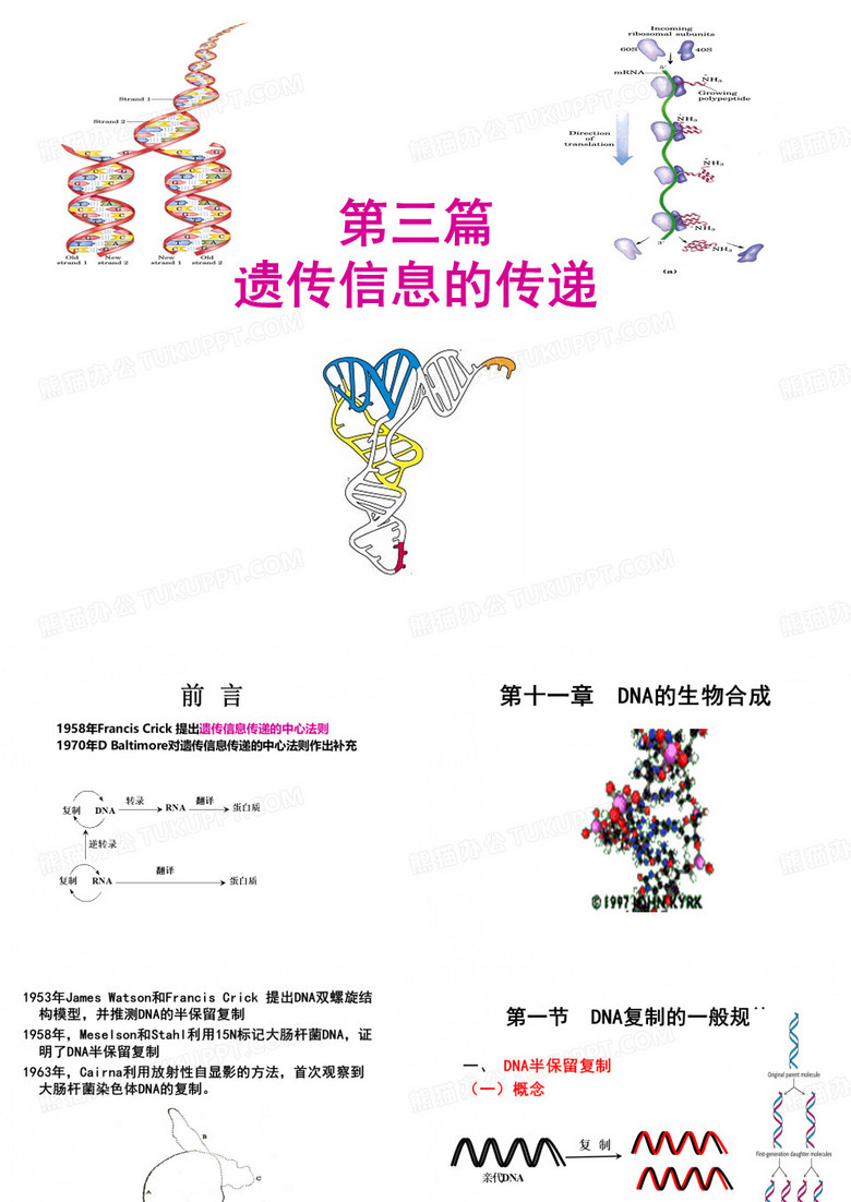 生物化学 DNA的生物合成