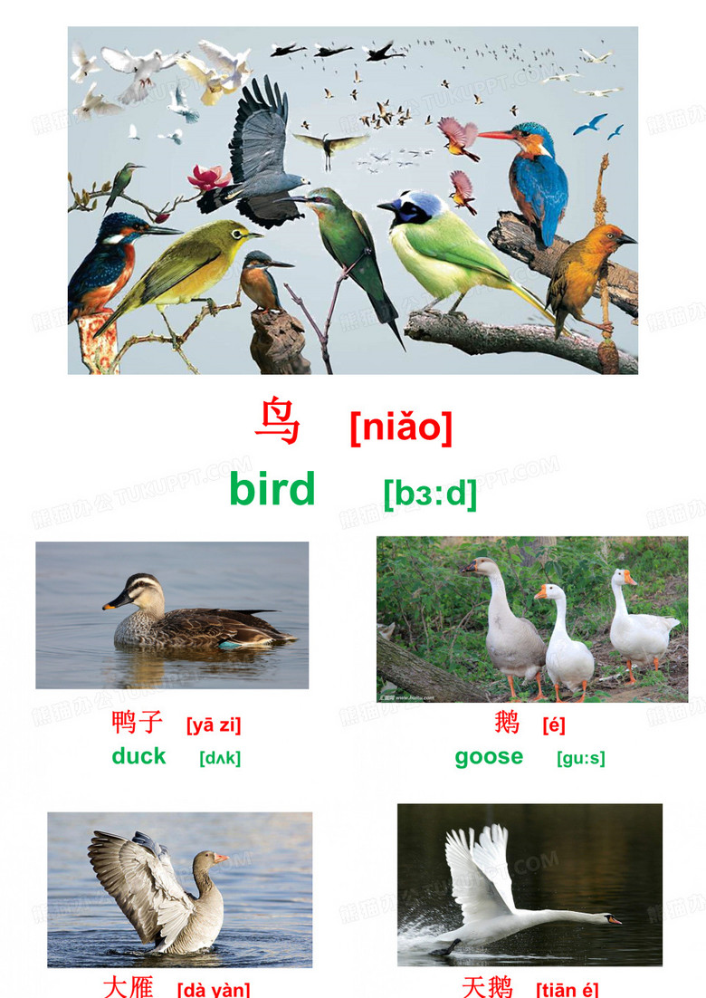 宝宝双语教育：鸟类篇(中英对照,看图识字)