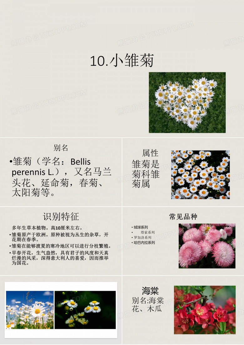 10.小雏菊