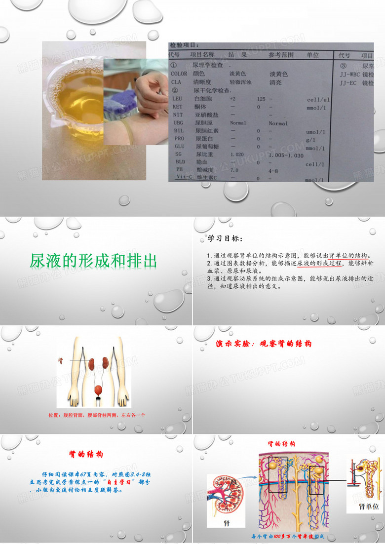 济南版七年级下册生物：第一节 尿液的形成和排出