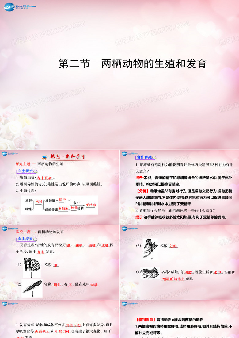 【金榜学案】八年级生物上册 第四单元 第二章 第二节 两栖动物的生殖和发育课件 济南版