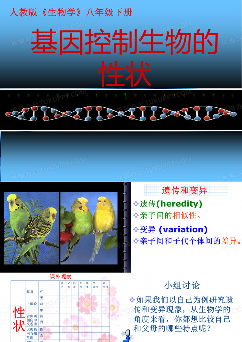 人教版八下第二章第一节基因控制生物的性状(共31张PPT)(003)