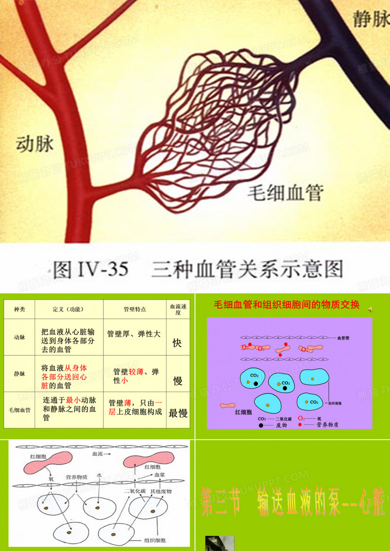 七年级生物下册 第四单元 第四章 第三节 输送血液的泵—心脏课件 新人教版(共68张PPT)