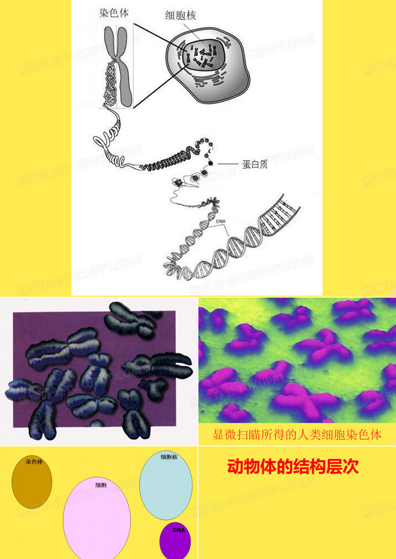 七年级生物上册第二单元第二章第二节动物体的结构层次教