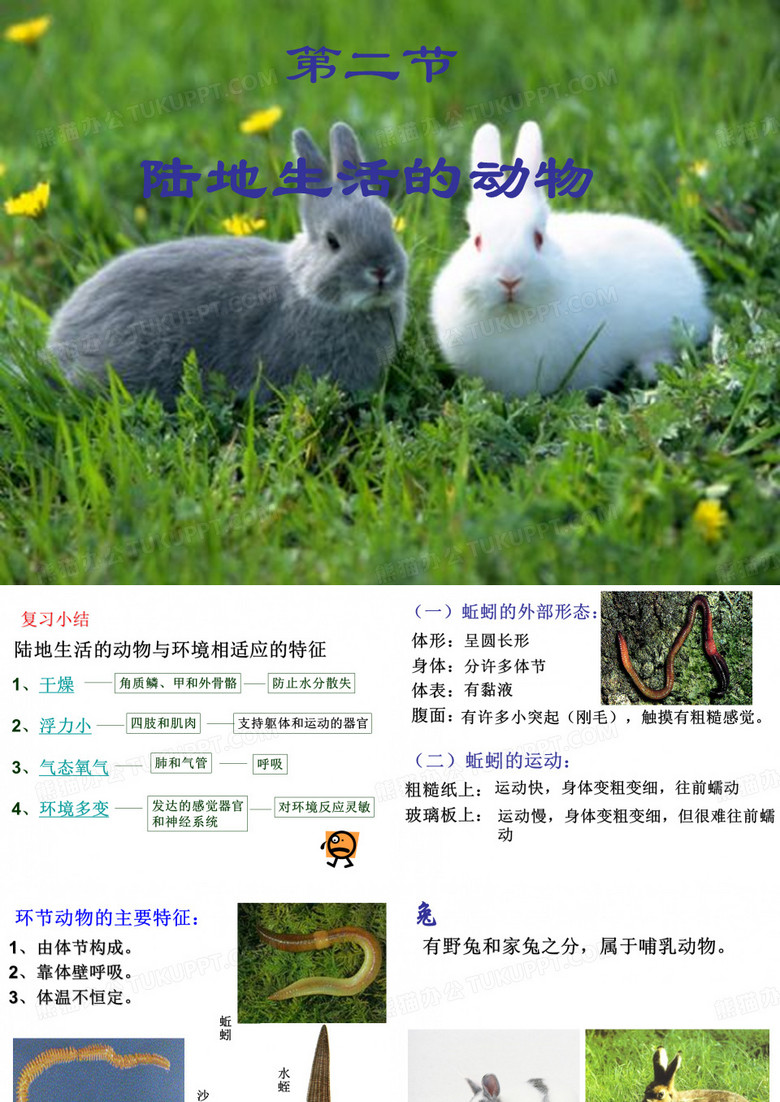 八年级生物上册哺乳动物兔