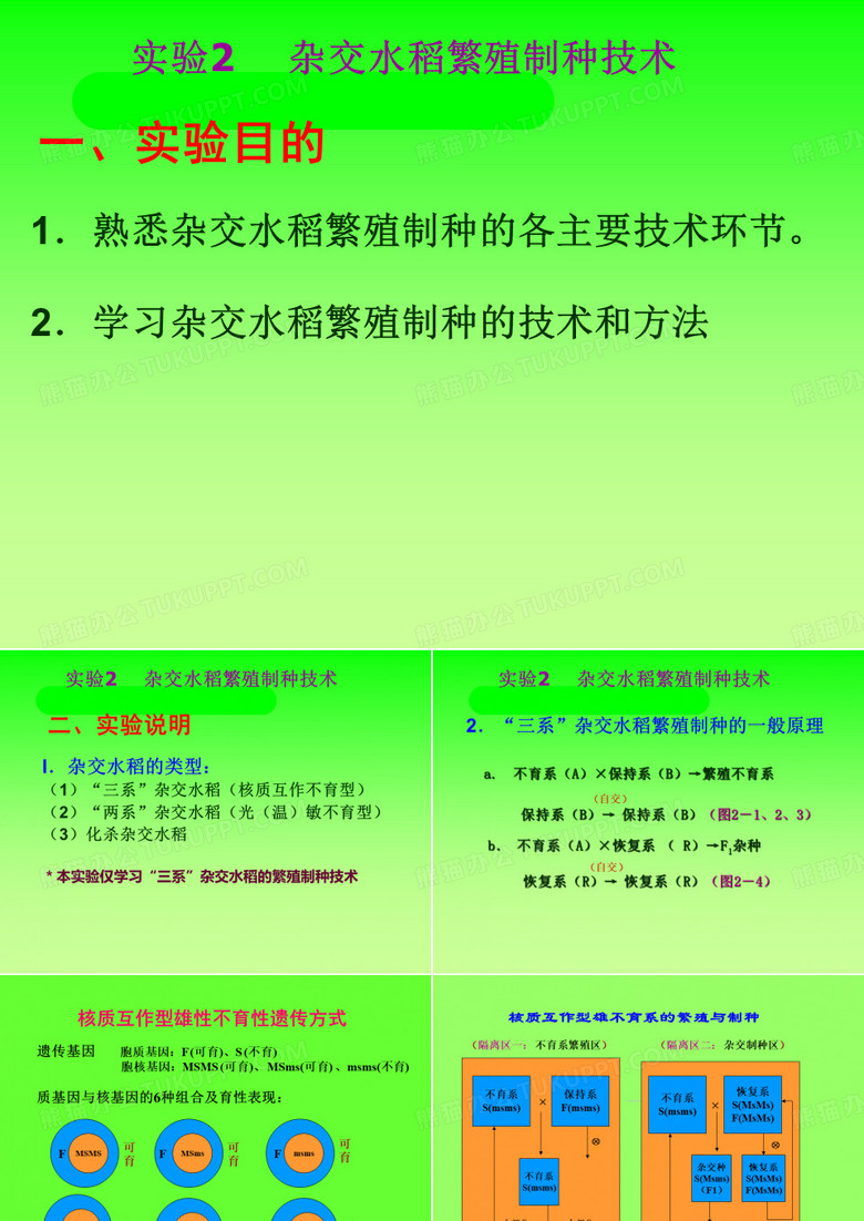杂交水稻