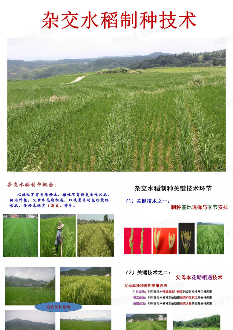 杂交水稻制种技术