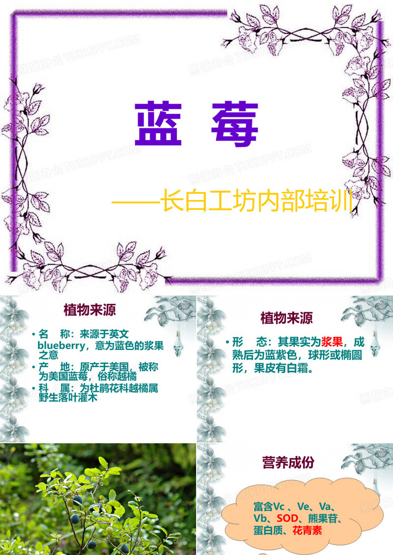 蓝莓系列