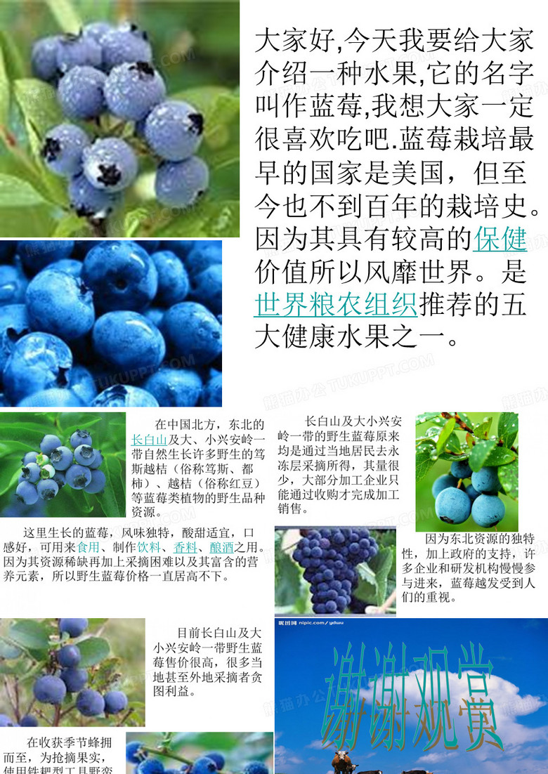 蓝莓介绍PPT