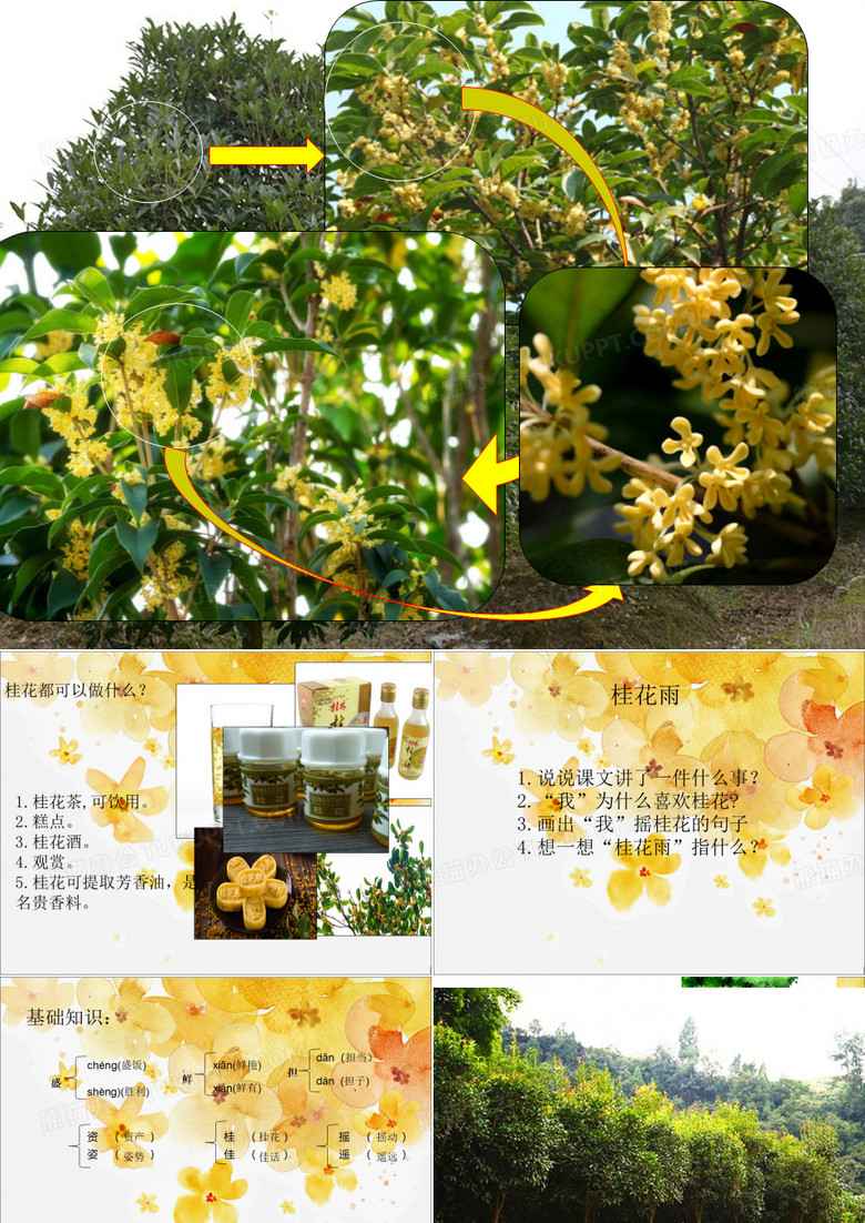 桂花PPT