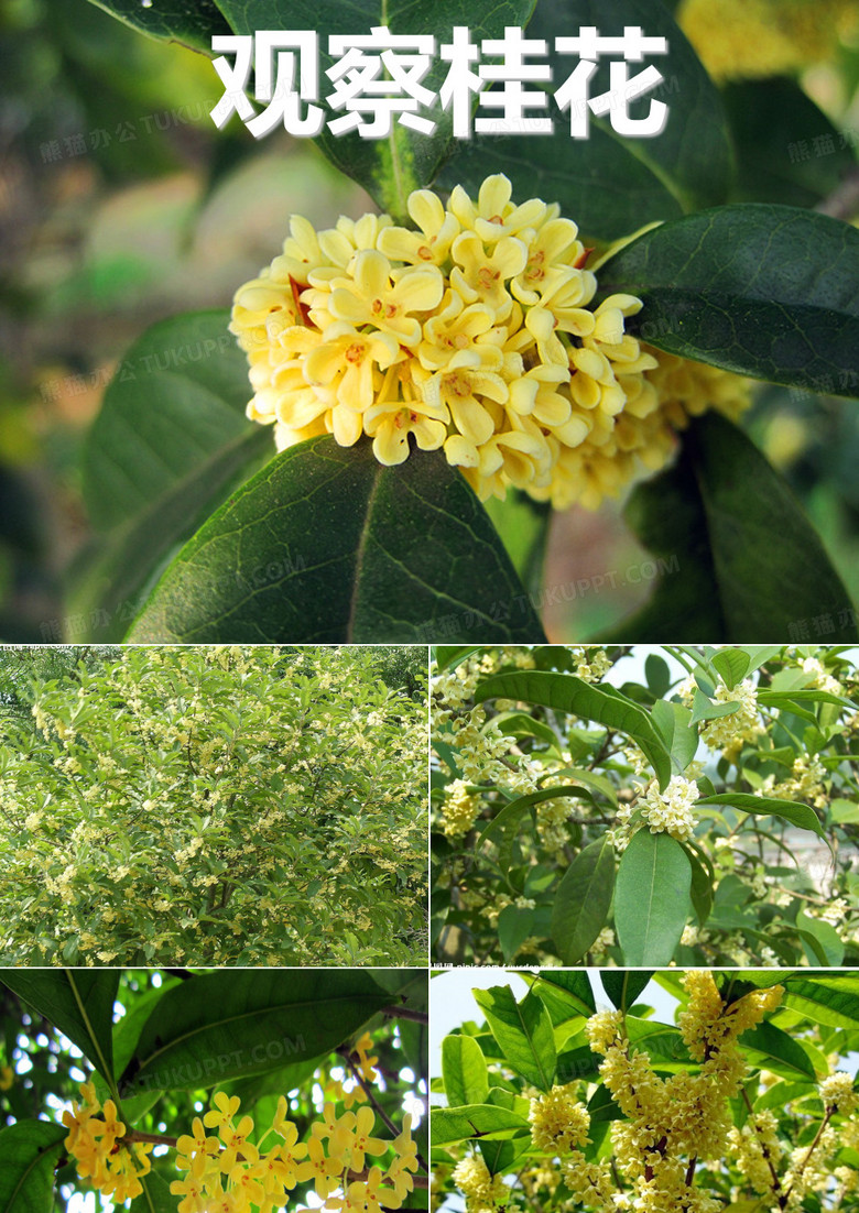 观察桂花
