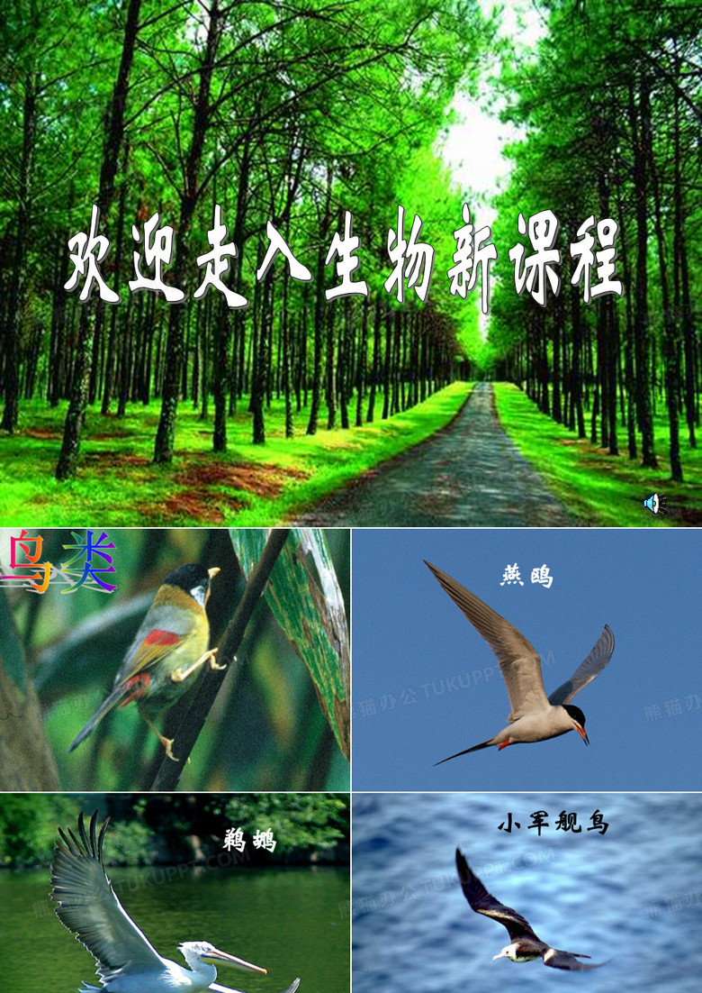 鸟类