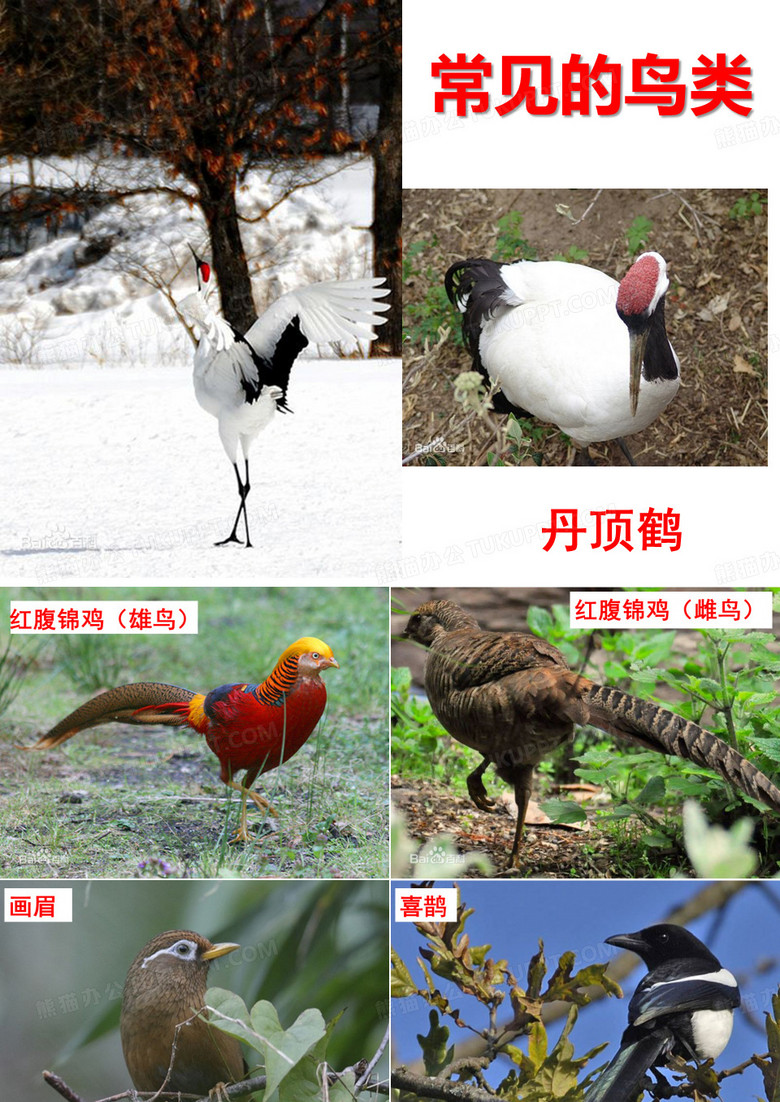 鸟类
