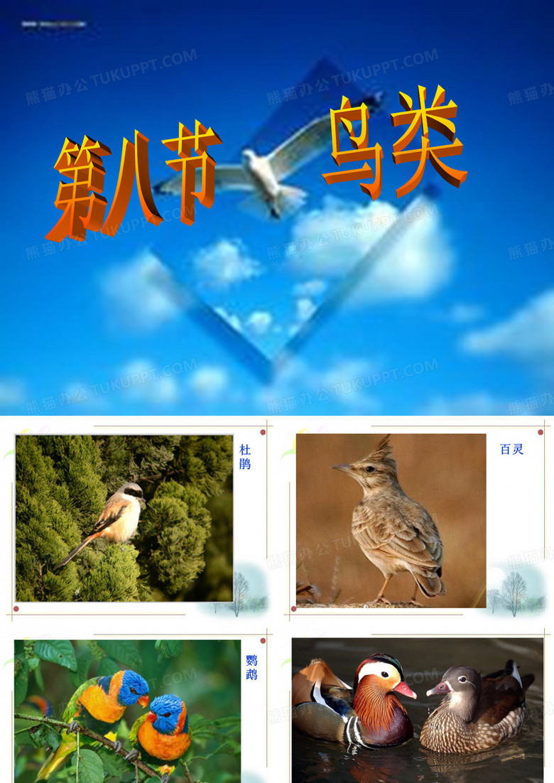 鸟类