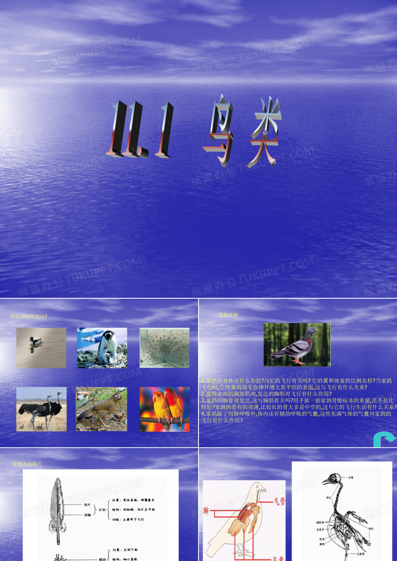 鸟类