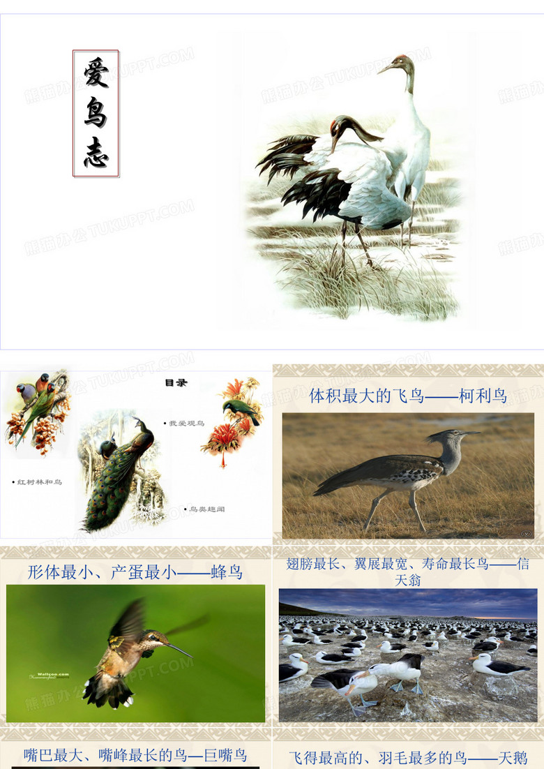 爱护鸟类