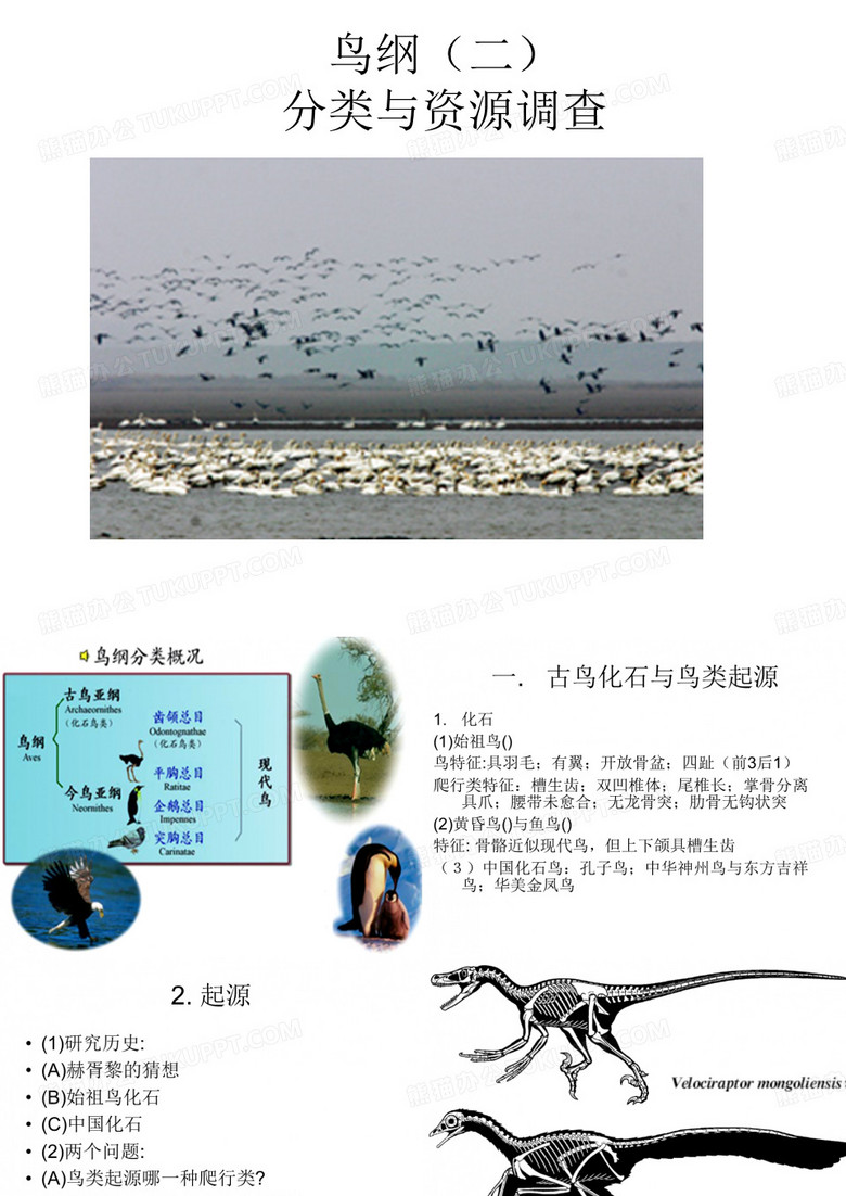 鸟类分类学