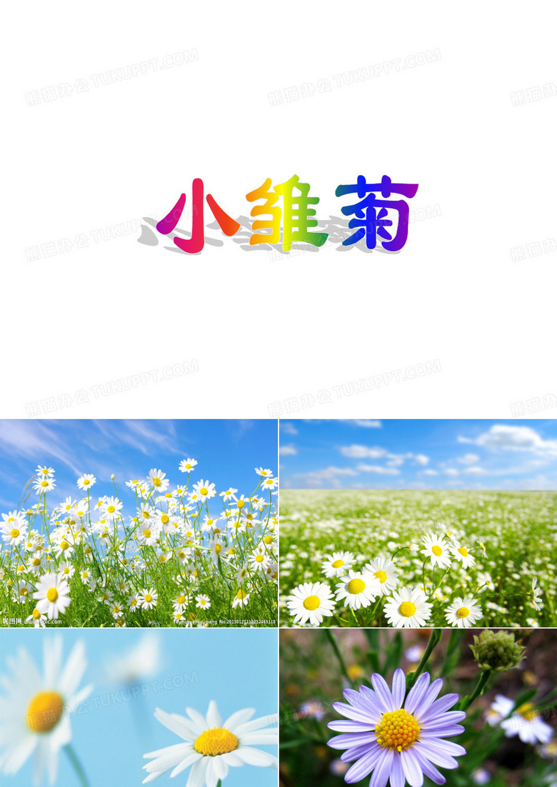小雏菊