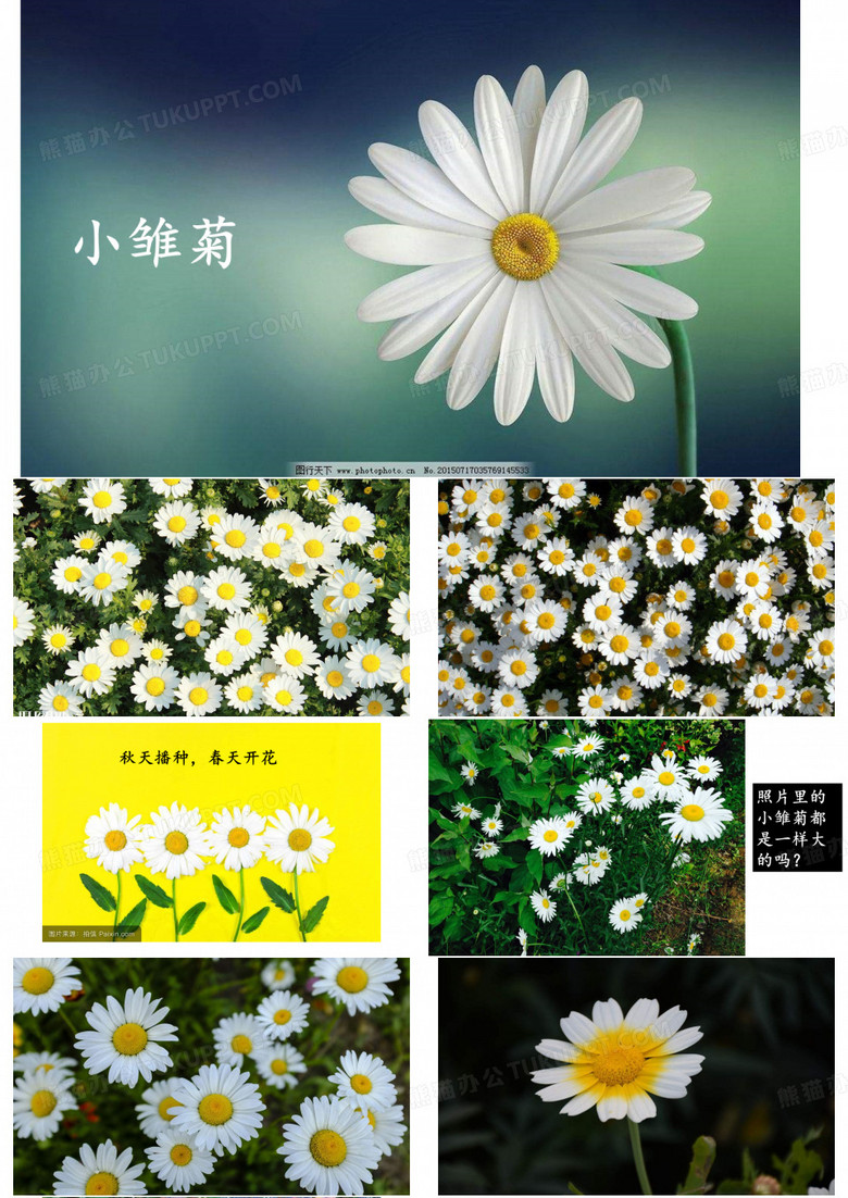 盛开的小雏菊