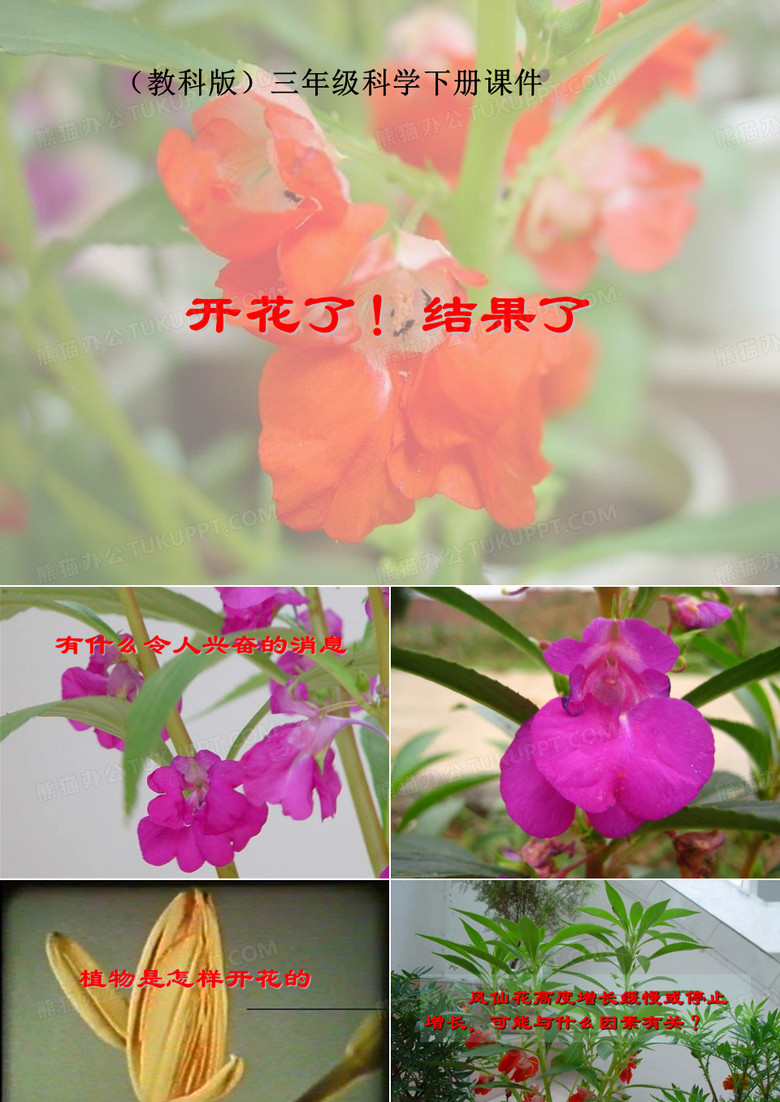 开花了结果了