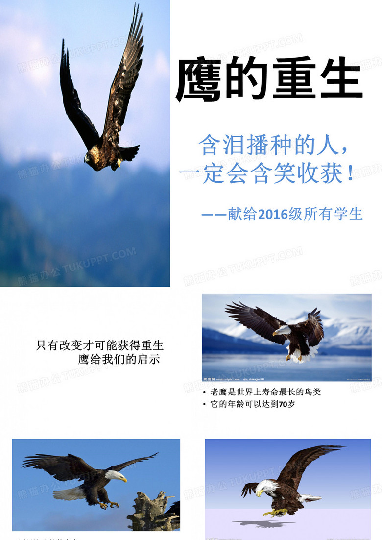 鹰的重生