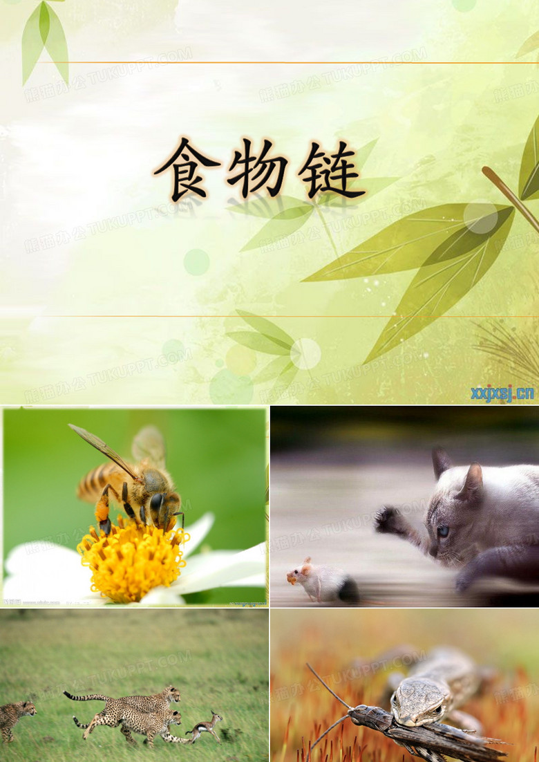 食物链