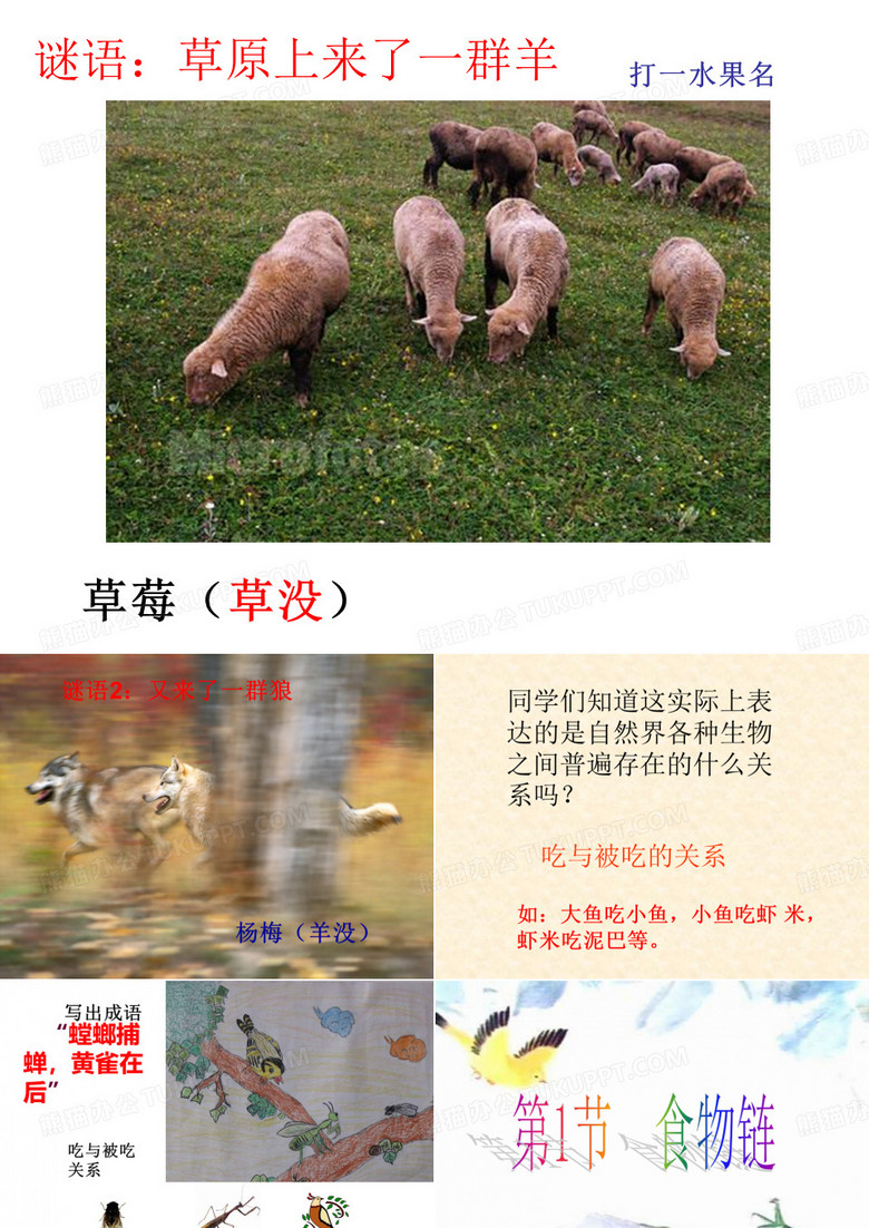 食物链课件