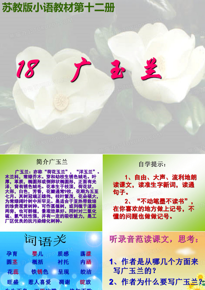 广玉兰.ppt