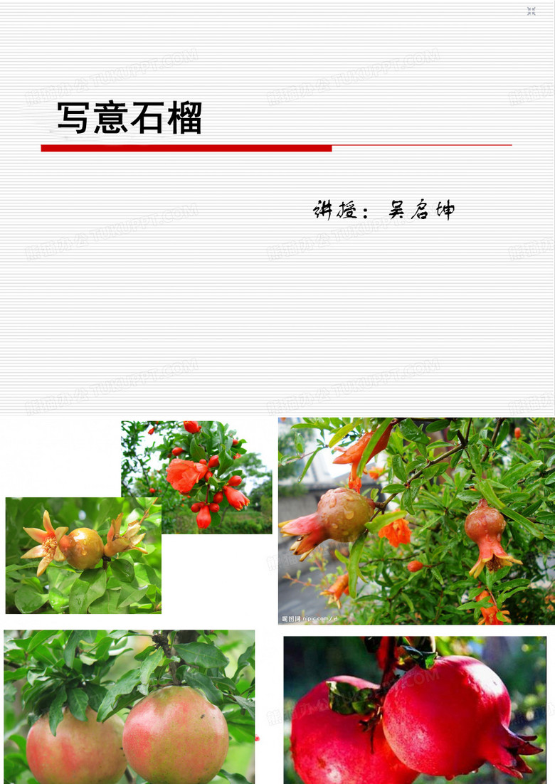 国画 石榴