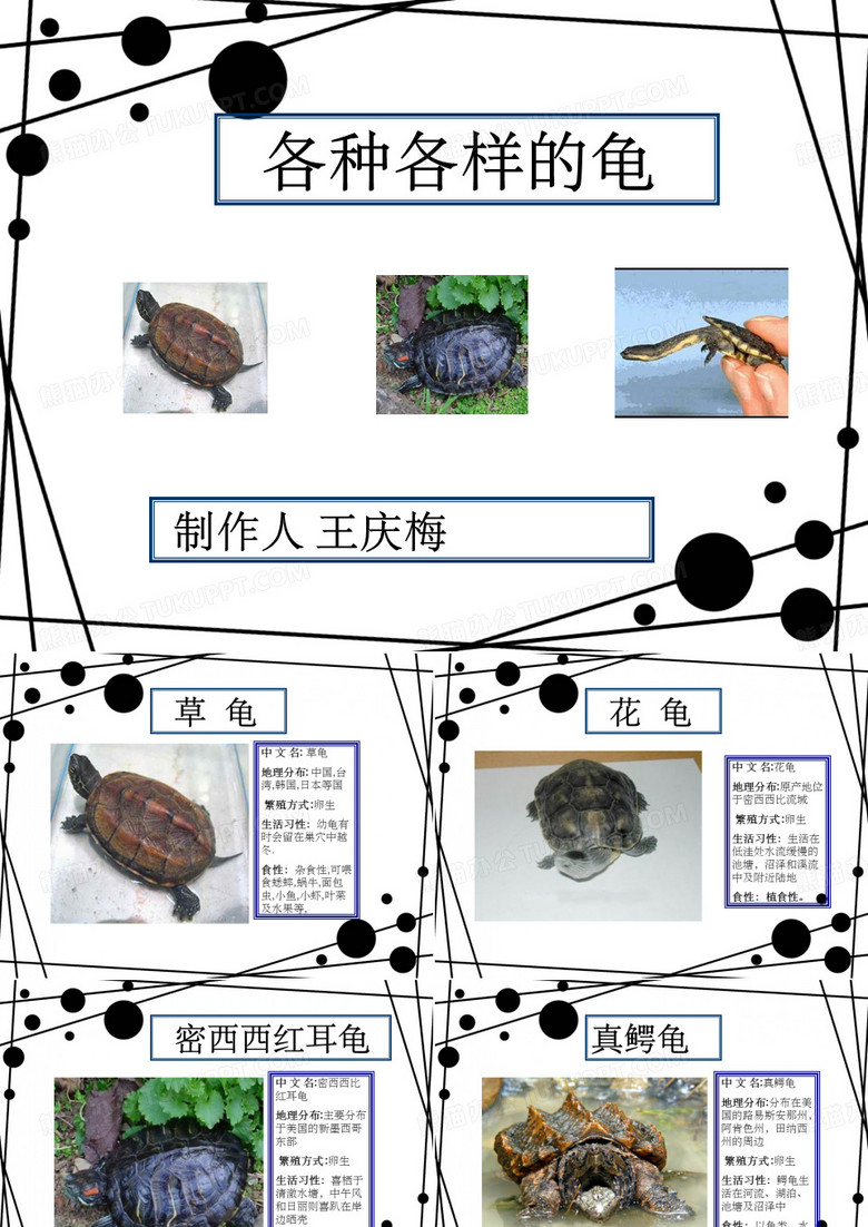 《各种各样的乌龟》