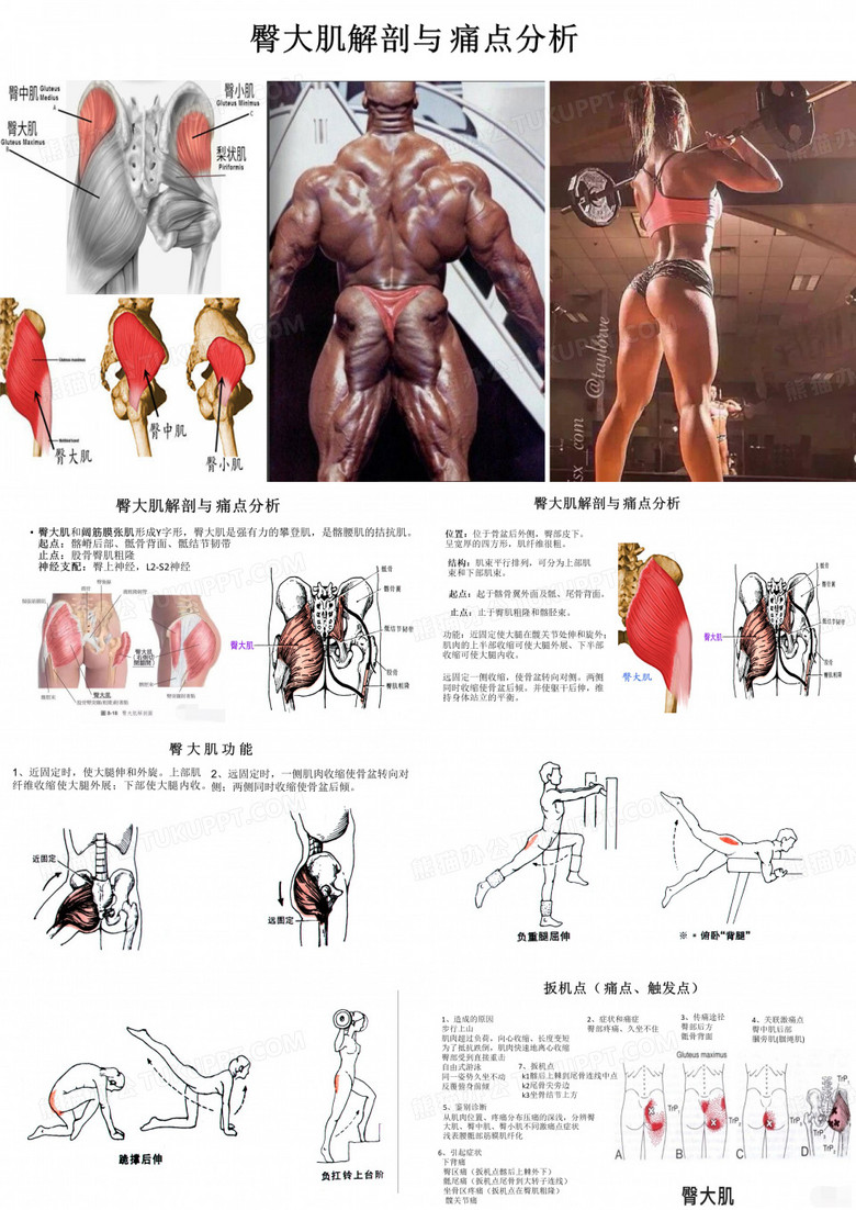 臀大肌解剖与 痛点分析