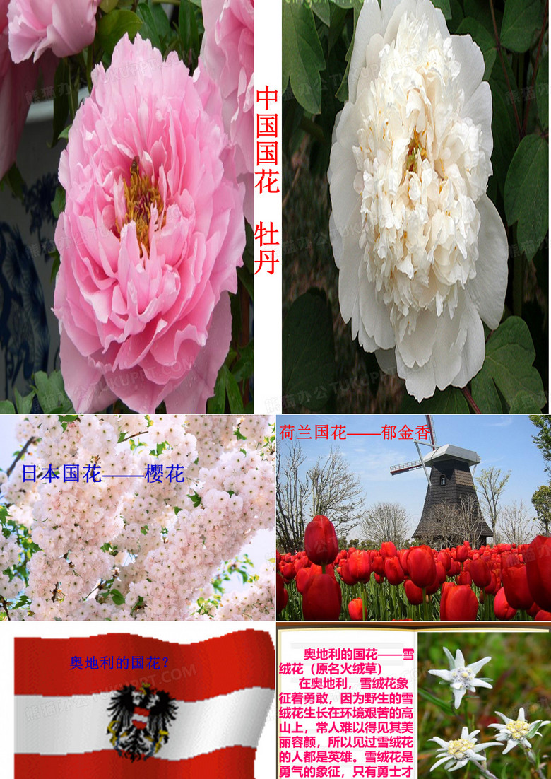 雪绒花课件