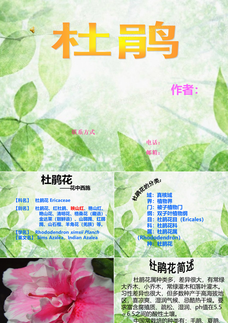 杜鹃花经典ppt模板