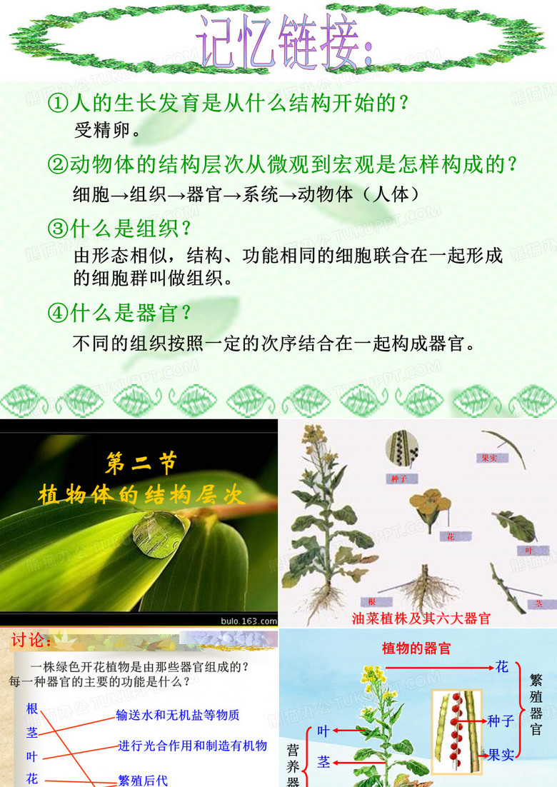 植物体的结构层次