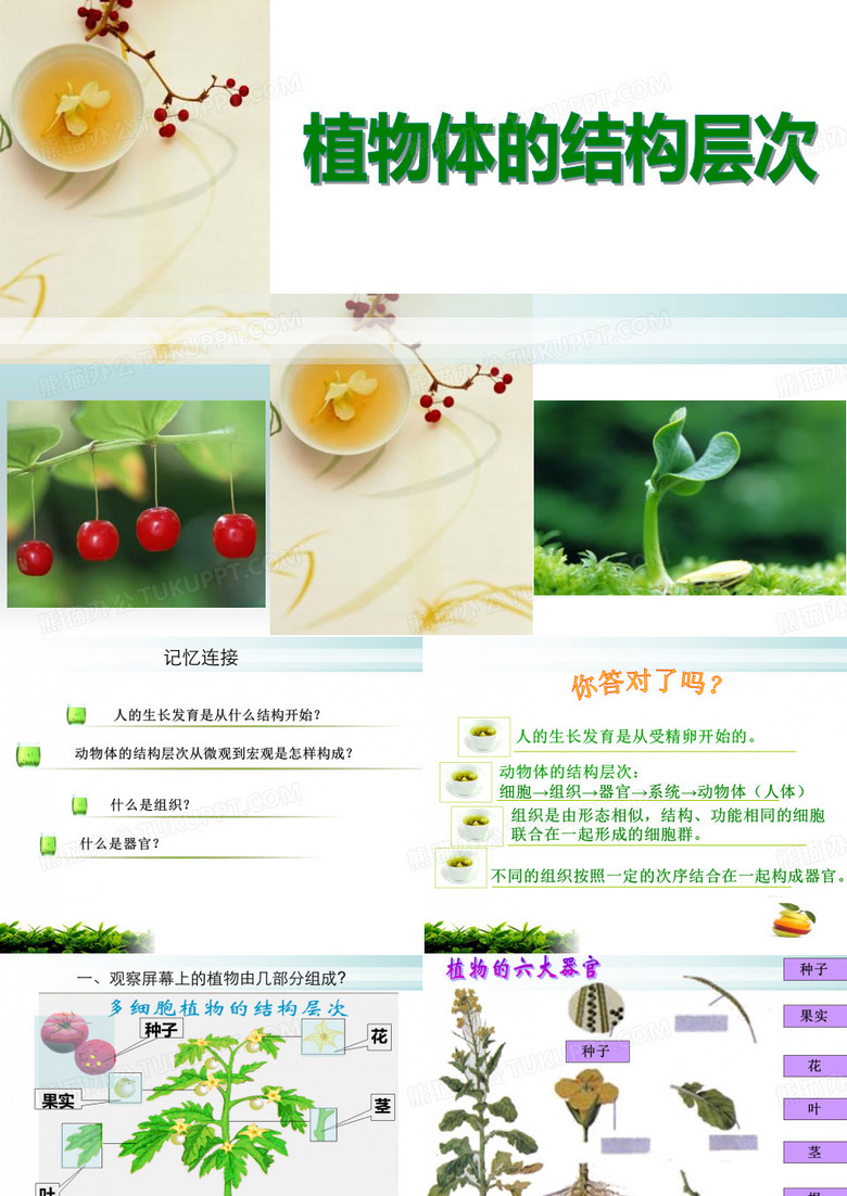 植物体的结构层次